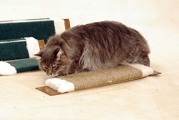 Когтеточки для кошек и когтеточка для кота, как средство для развития бизнеса.