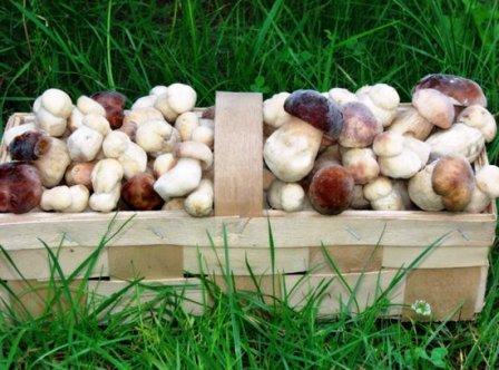 Сбор грибов и ягод – прибыльное грибное дело.