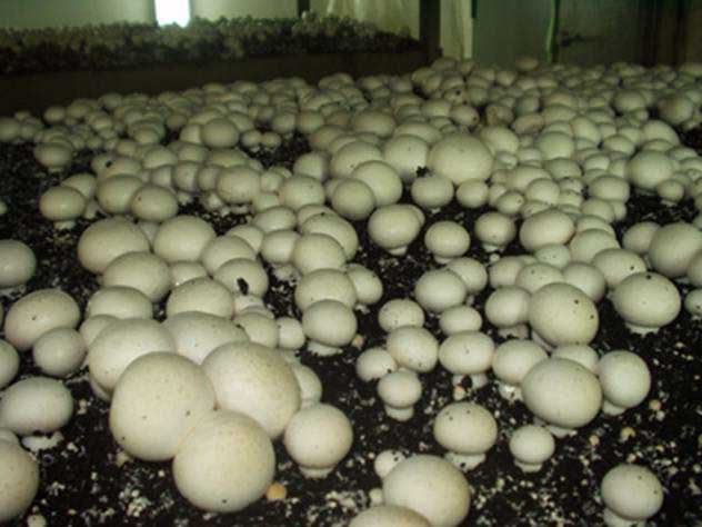 Выращивание грибов шампиньонов, выращивание шампиньонов дома.
