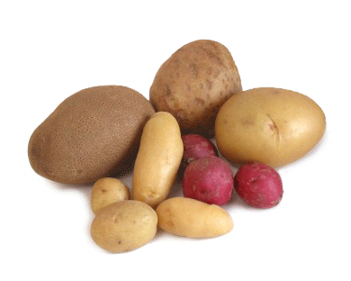 Выращивание картофеля, технология выращивания картофеля.