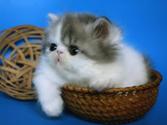 Разведение кошек, продажа персидских кошек