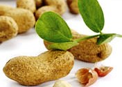 Арахис: выращивание на садовом участке и продажа арахиса.